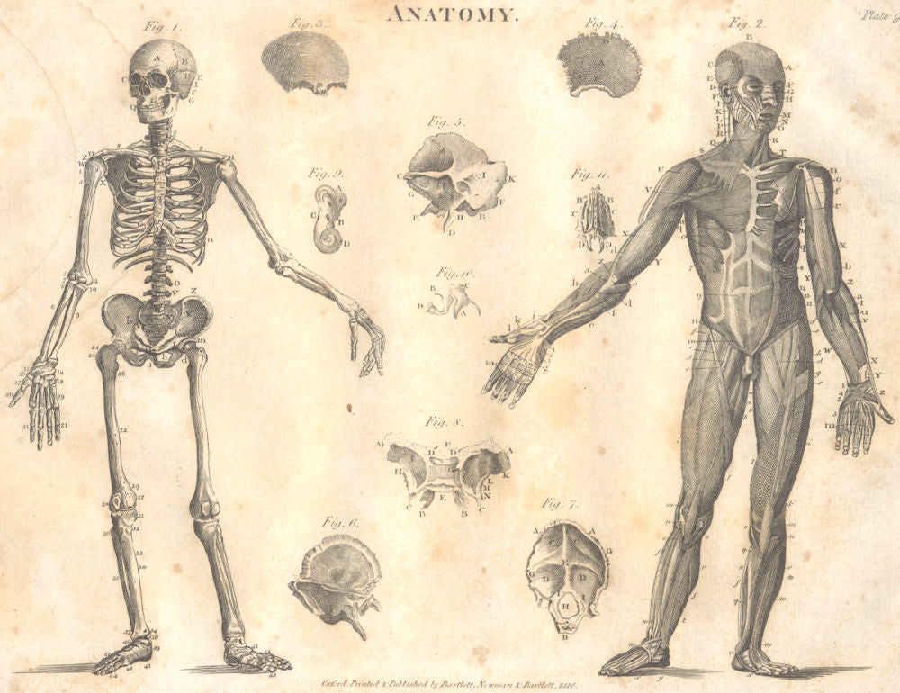 BIOLOGY. Anatomy. Skeleton, muscles. (Oxford Encyclopaedia) 1830 old print